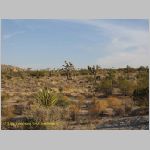 20060812_JoshuaYuccaTree_010 copia.jpg